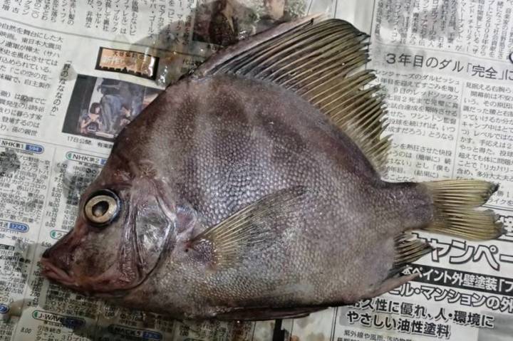 황줄돔