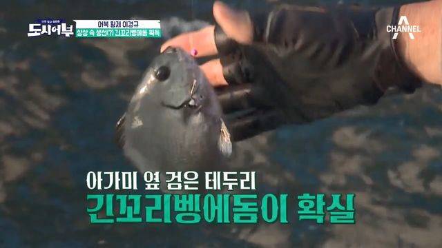 황줄깜정이