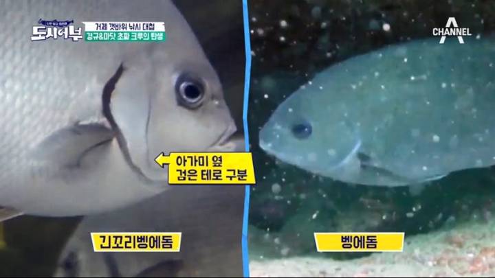 황줄깜정이