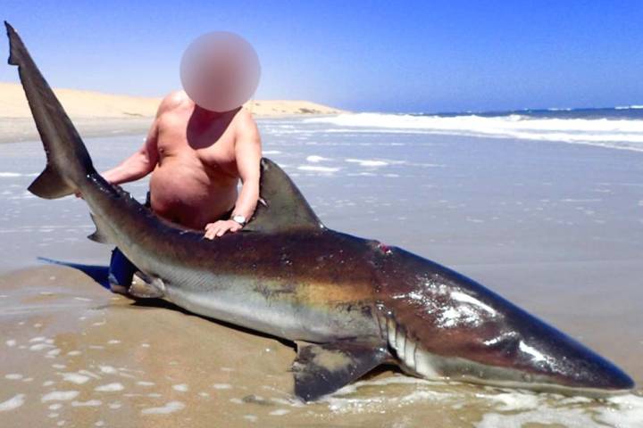흉상어