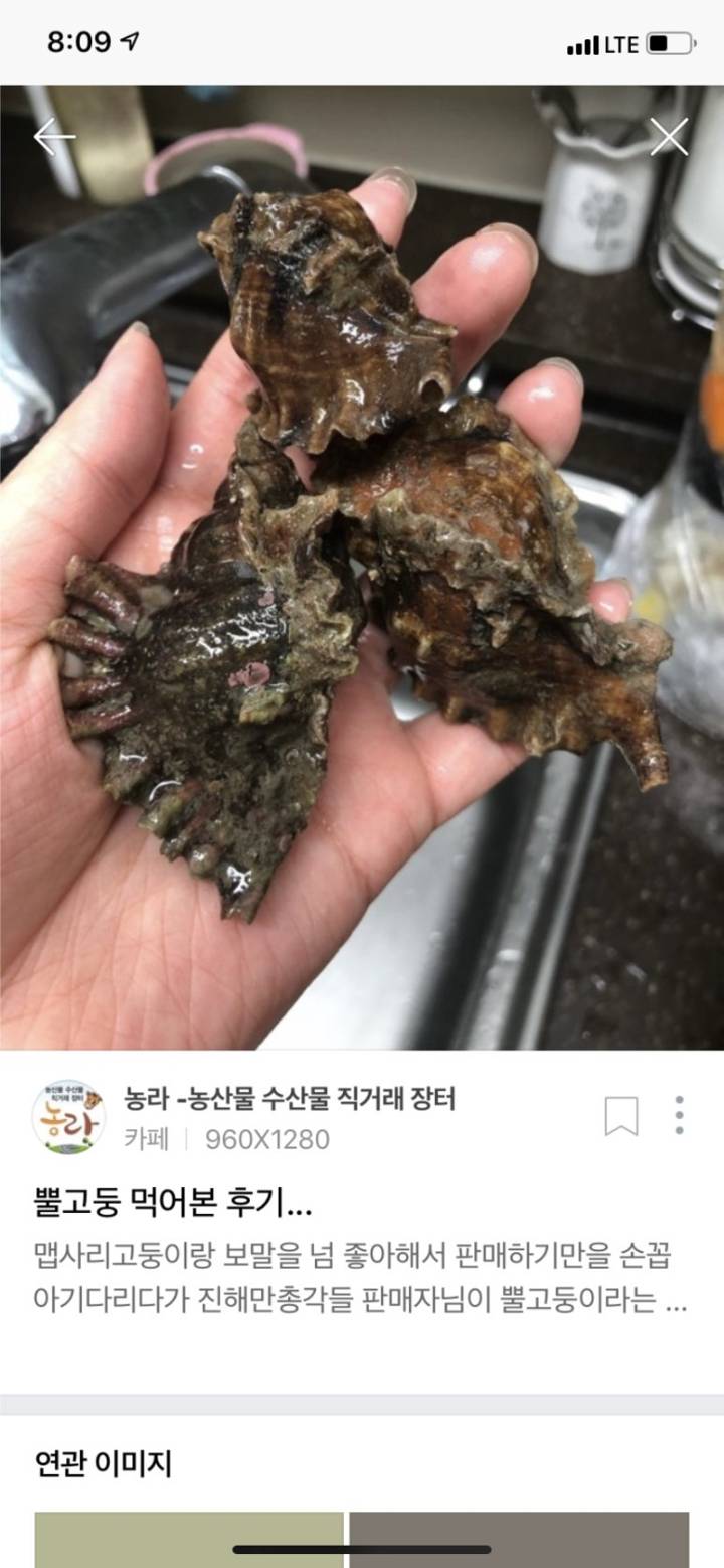 입뿔고둥