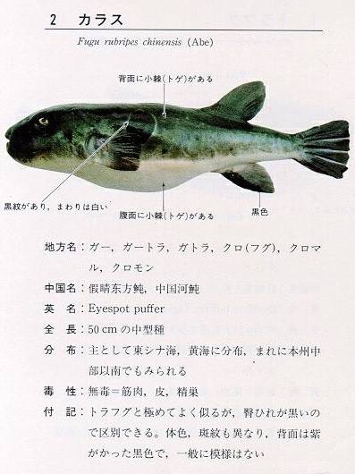 자주복