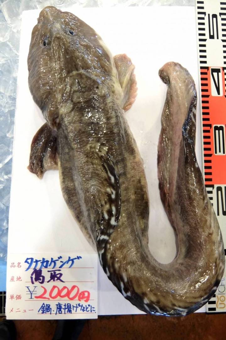 장갱이