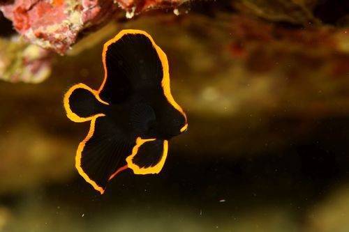 제비활치