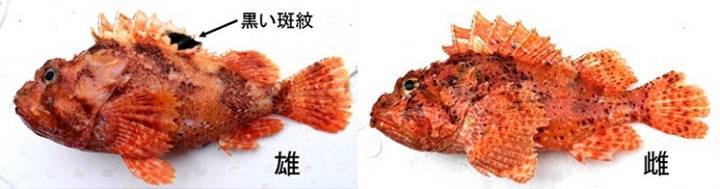 점감펭