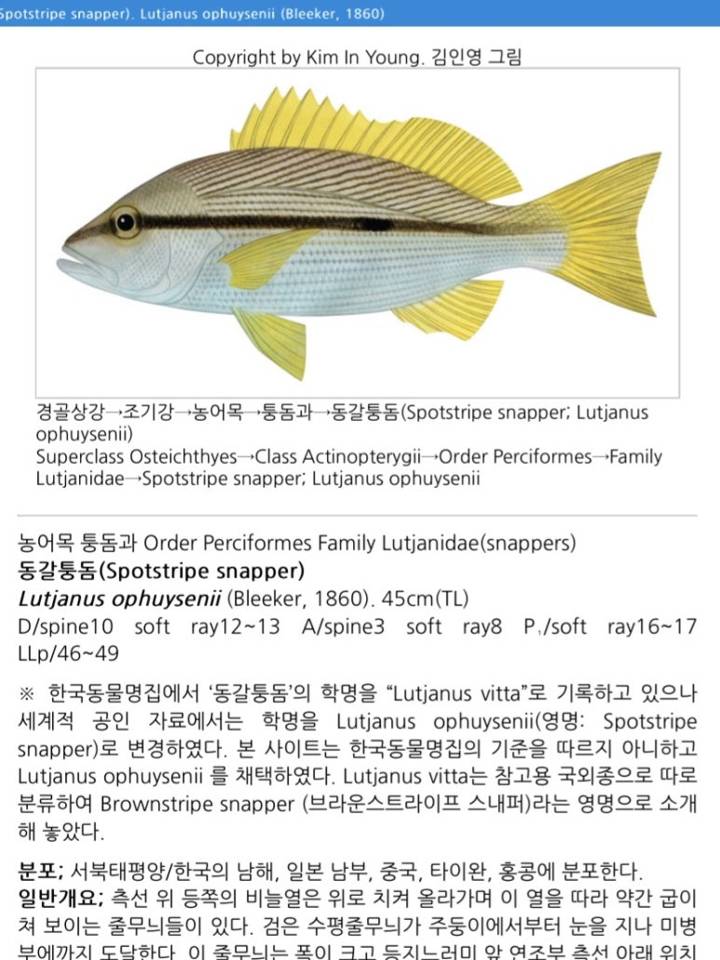 점줄퉁돔