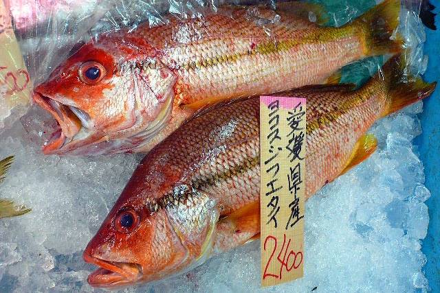 점줄퉁돔