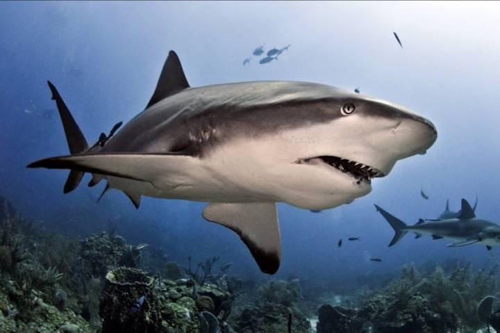 점수구리