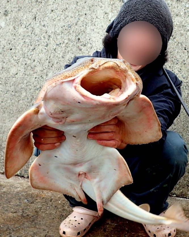 전자리상어