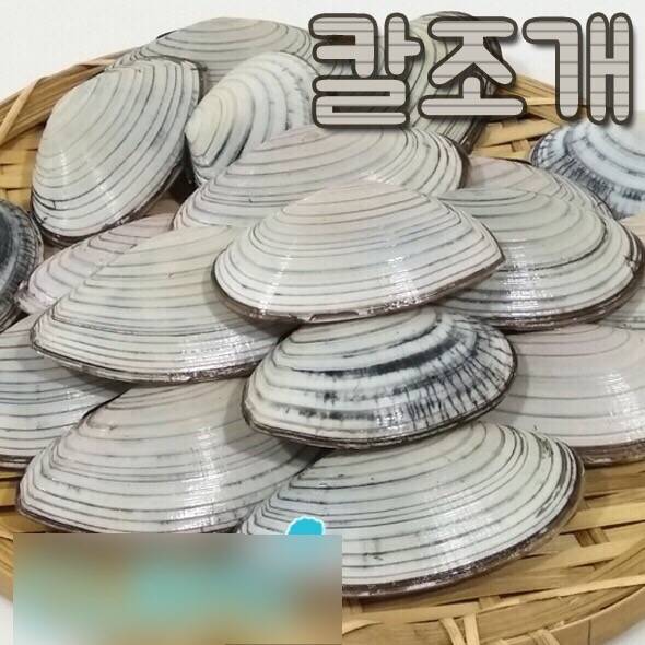 접시조개