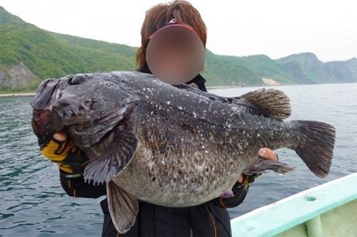 조피볼락