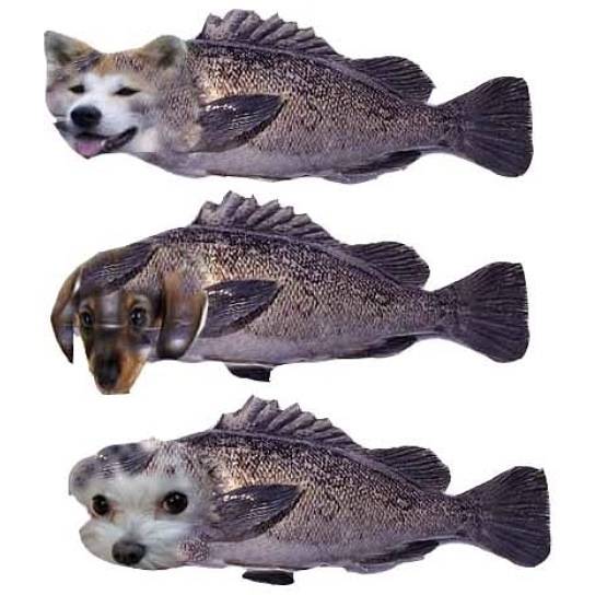 조피볼락