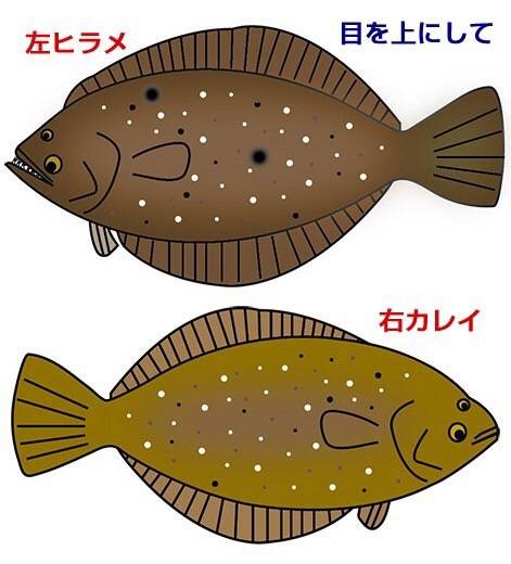 줄가자미