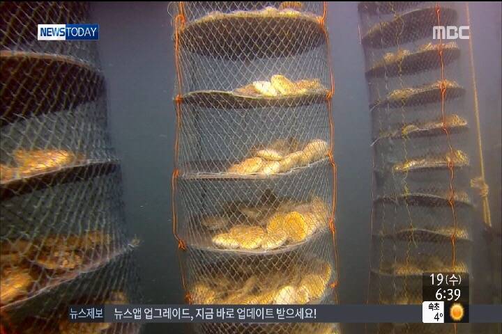 큰가리비