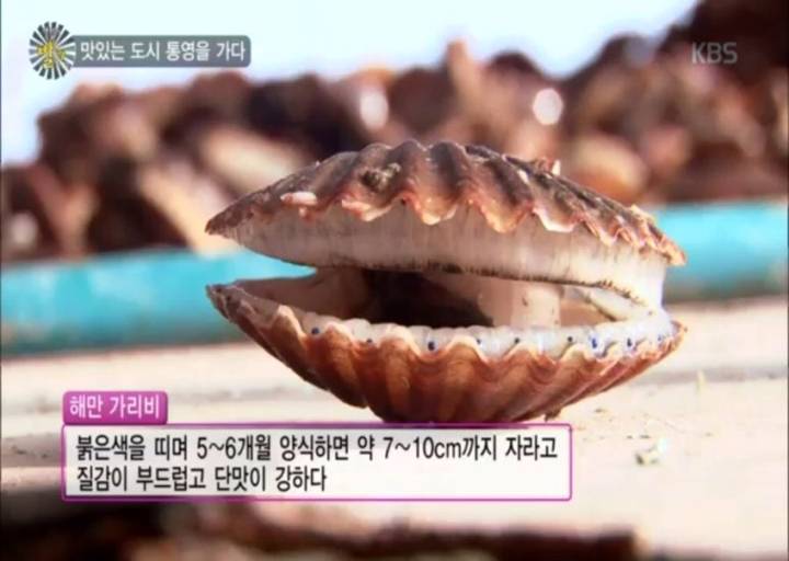 큰가리비