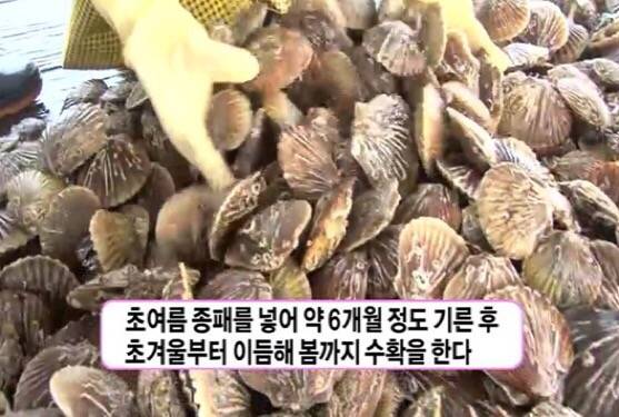 큰가리비