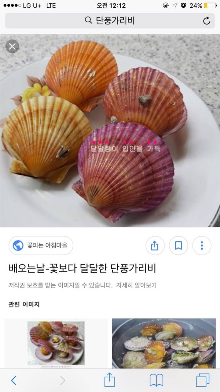 큰가리비