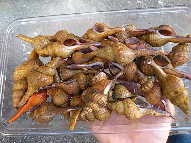 큰긴뿔고둥
