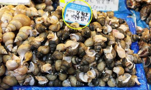 큰구슬우렁이