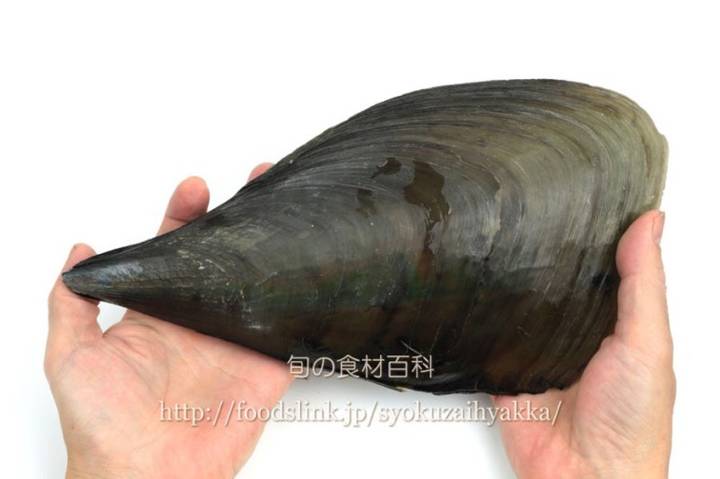 키조개