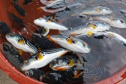 까치복