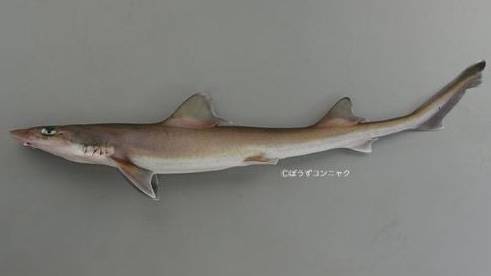 까치상어