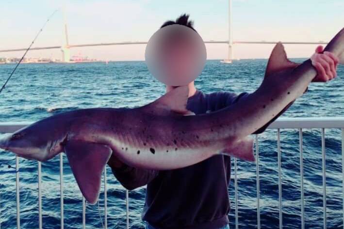 까치상어