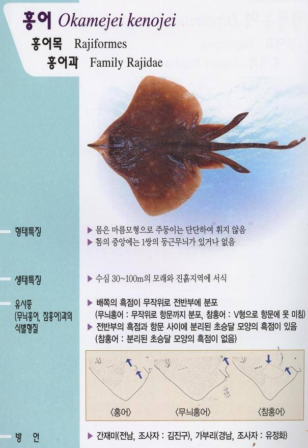깨알홍어