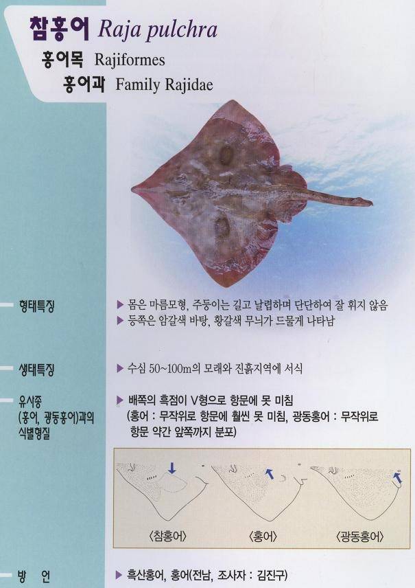 깨알홍어