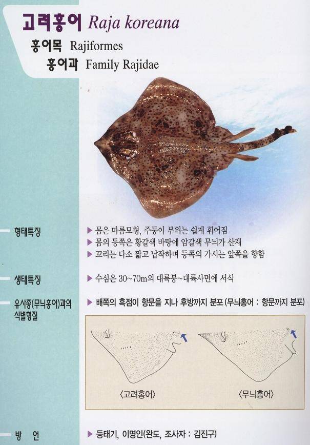 깨알홍어