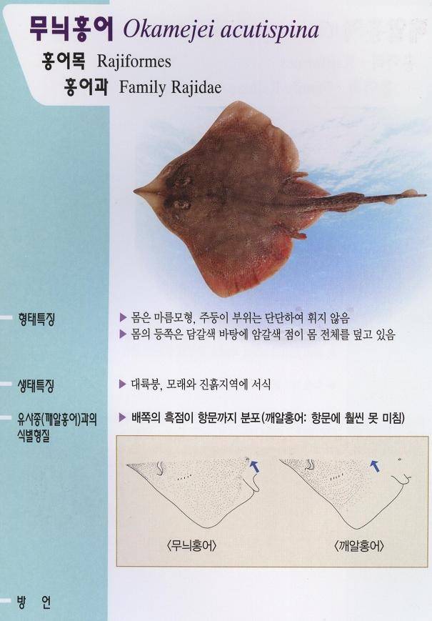 깨알홍어