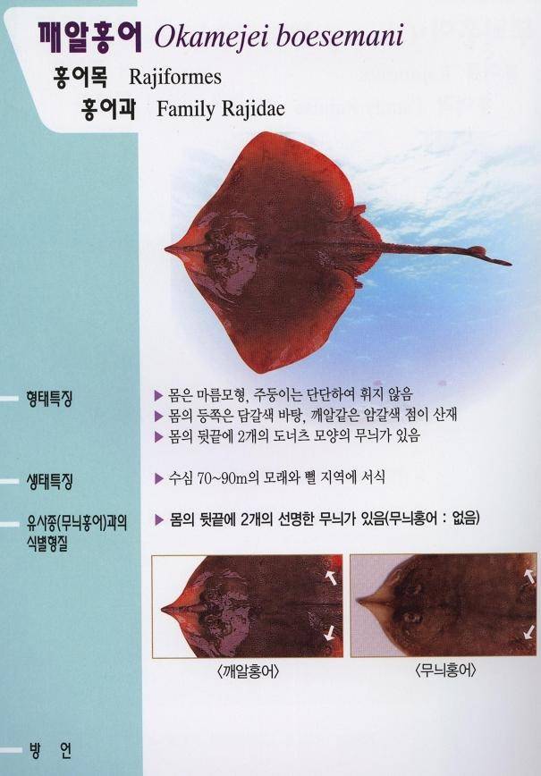 깨알홍어