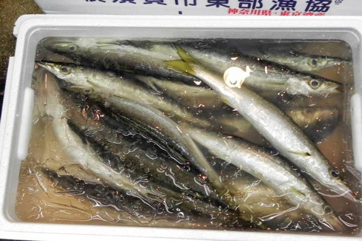 꼬치고기