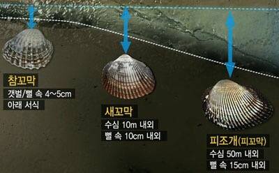 꼬막
