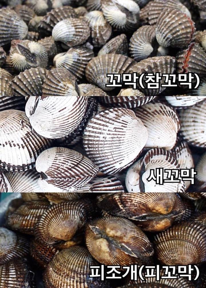 꼬막