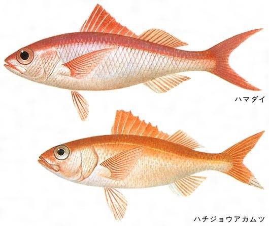 꼬리돔