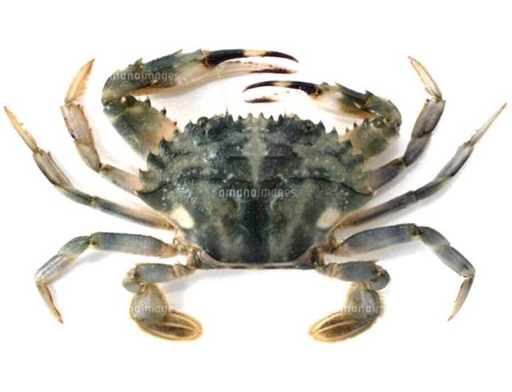 꽃게