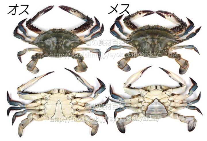 꽃게