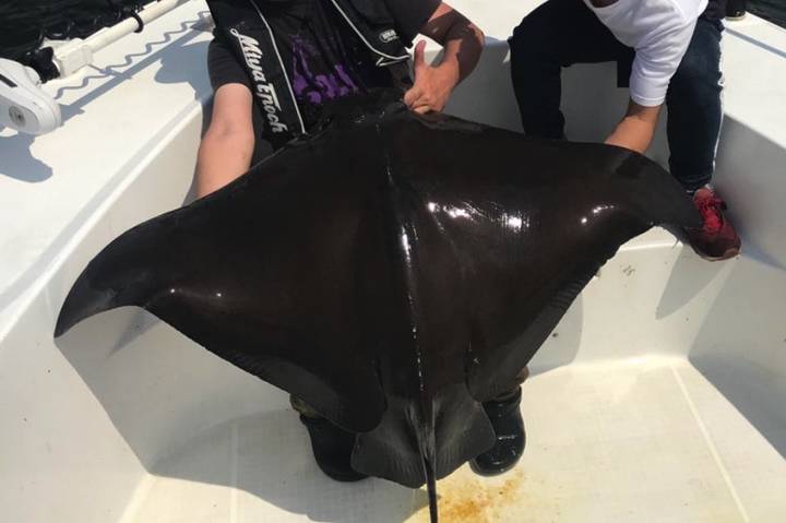 매가오리