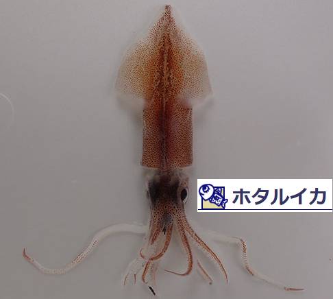 매오징어