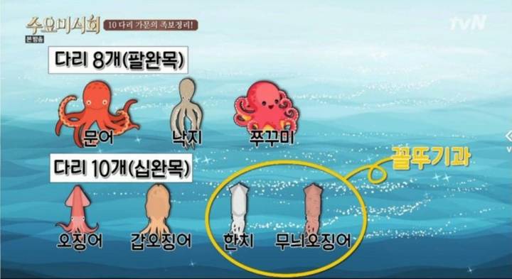 매오징어