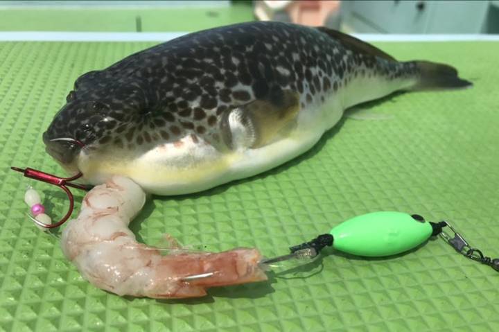 매리복