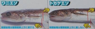 매퉁이