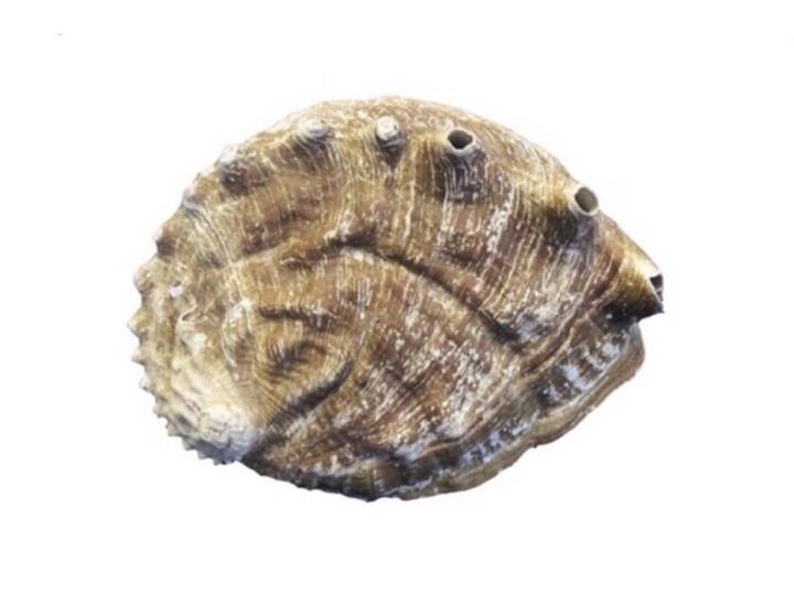 말전복