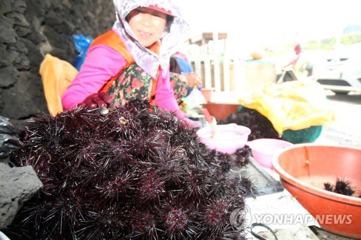 말똥성게