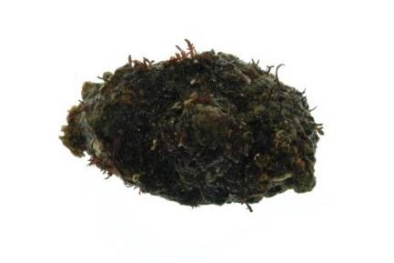 멍게