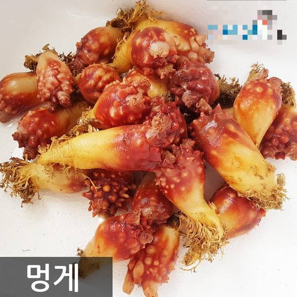 멍게