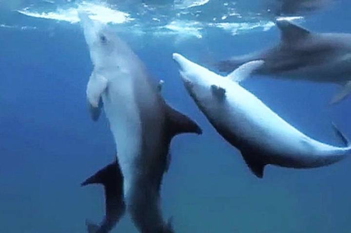 밀복