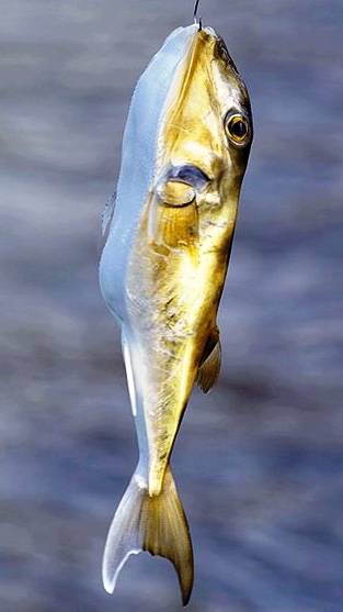 밀복