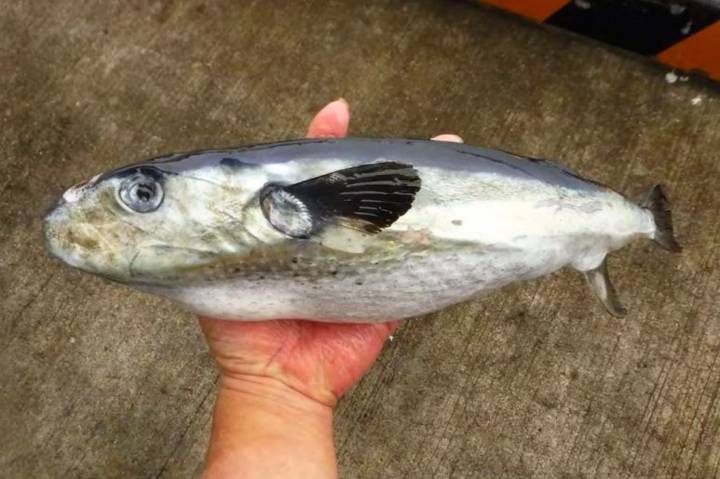 밀복